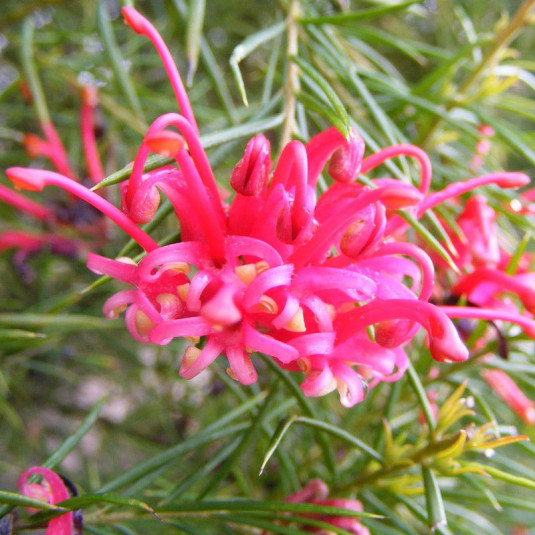 Grevillea juniperina 'Canberra Gem' - Grévillea à feuilles de Genévrier