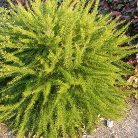 Grevillea juniperina 'Canberra Gem' - Grévillea à feuilles de Genévrier