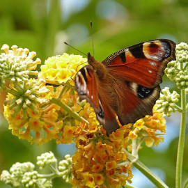 Buddleia weyeriana 'Sungold' - Arbre aux papillons jaune - Buddleja de Weyer