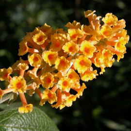 Buddleia weyeriana 'Sungold' - Arbre aux papillons jaune - Buddleja de Weyer