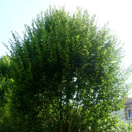Carpinus betulus 'Fastigiata' - Charme pyramidal issu de GREFFE