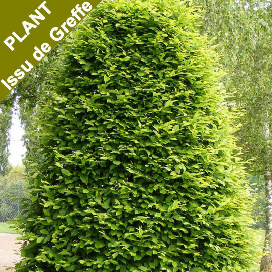 Charme pyramidal - Vente Carpinus betulus 'Fastigiata'