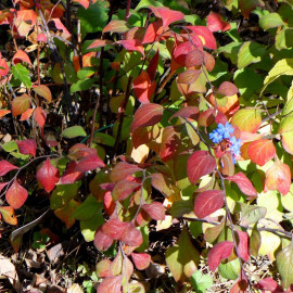 Ceratostigma willmottianum - Plumbago arbustif de Willmott bleu