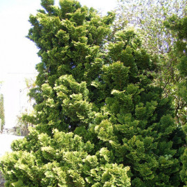 Chamaecyparis obtusa 'Nana Gracilis' - Faux cyprès du Japon - Cupressus hinoki