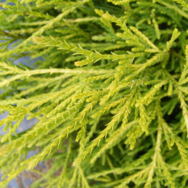 Chamaecyparis pisifera 'Filifera Aurea' - Faux cyprès doré - Cupressus sawara jaune