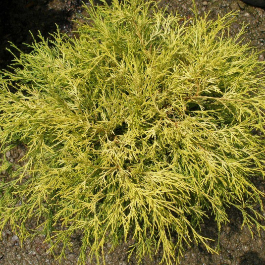 Chamaecyparis pisifera 'Sungold' - Faux cyprès jaune - Cupressus sawara doré