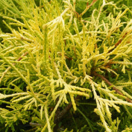 Chamaecyparis pisifera 'Sungold' - Faux cyprès jaune - Cupressus sawara doré