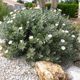 Convolvulus cneorum - Liseron arbustif blanc