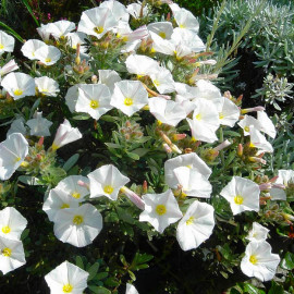 Convolvulus cneorum - Liseron arbustif blanc