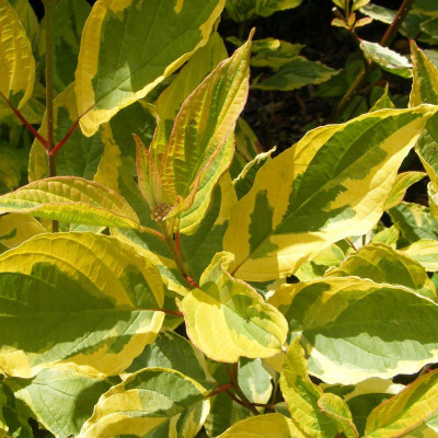 Cornus alba 'Gouchaultii' - Cornouiller blanc panaché jaune à bois rouge