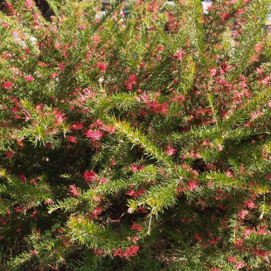 Grevillea rosmarinifolia 'Jenkinsii' - Grévillea à feuilles de romarin bicolore rose et blanc
