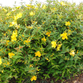 Hypericum 'Hidcote' - Millepertuis arbustif jaune