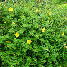Hypericum 'Hidcote' - Millepertuis arbustif jaune
