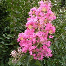 Lagerstroemia indica 'Rosea Nova' - Lilas des Indes rose - Lilas d'été