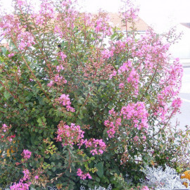 Lagerstroemia indica 'Rosea Nova' - Lilas des Indes rose - Lilas d'été