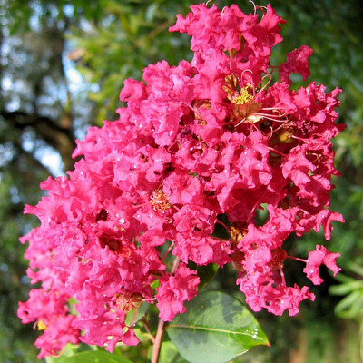 Lagerstroemia indica 'Red Imperator' - Vente Lilas des Indes rouge
