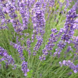 Lavandula x intermedia 'Dutch' - Lavande bleue violet parfumée