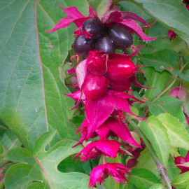 Leycesteria formosa 'Purple Rain' - Arbre aux faisans rouge pourpre