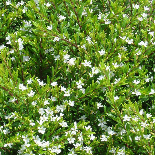 Cuphea hyssopifolia 'Alba' - Etoile du Mexique blanc
