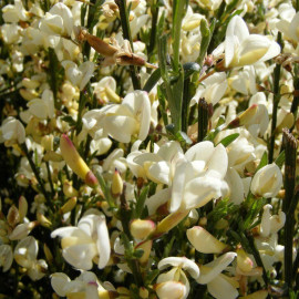 Cytisus x praecox 'Albus' - Cytise alba - Genêt hybride blanc