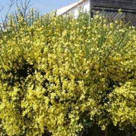 Cytisus x praecox 'Allgold' - Cytise jaune d'or - Genêt hybride