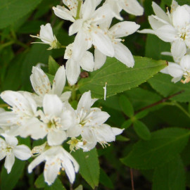 Deutzia gracilis - Deutzia blanc parfumé
