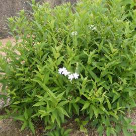 Deutzia gracilis - Deutzia blanc parfumé