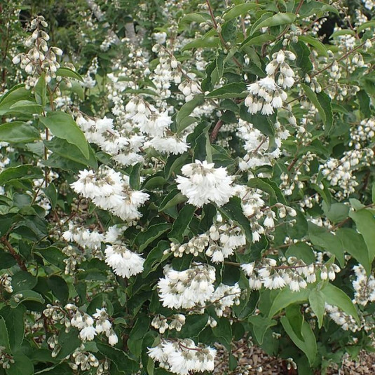 Deutzia scabra 'Candidissima' - Vente Deutzia 'Pompon blanc'