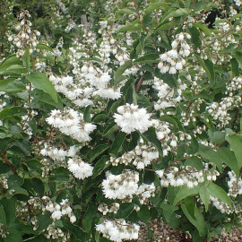 Deutzia scabra 'Candidissima' - Deutzia 'Pompon blanc'