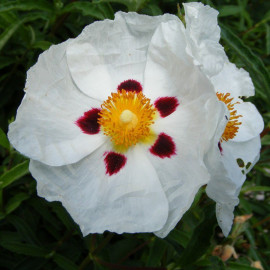 Cistus purpureus 'Alan Fradd' - Ciste blanc à macule pourpre - Rose du soleil