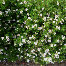 Potentilla fructicosa 'Abbotswood' - Potentille couvre-sol blanche
