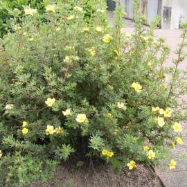 Potentilla fruticosa 'Jackman' - Potentille arbustive jaune