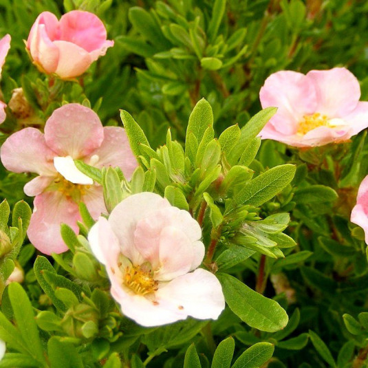 Potentilla fruticosa 'Pink Queen' - Potentille arbustive rose 'Pink Beauty'