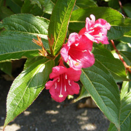 Weigelia 'Bristol Ruby' - Weigéla à fleurs rouge