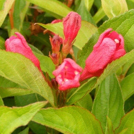 Weigelia 'Bristol Ruby' - Weigéla à fleurs rouge