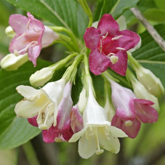 Weigelia 'Marjorie' - Weigéla bicolore blanc rose