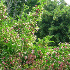 Weigelia 'Marjorie' - Weigéla bicolore blanc rose