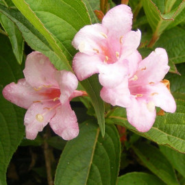 Weigelia 'Stelzneri' - Weigéla à fleurs rose