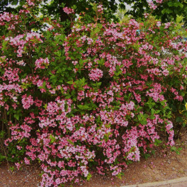 Weigelia 'Stelzneri' - Weigéla à fleurs rose