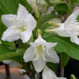 Weigelia 'Snowflake' - Weigéla à fleurs blanc