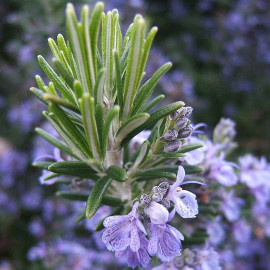 Rosmarinus officinalis 'Corsican Blue' - Romarin commun de Corse