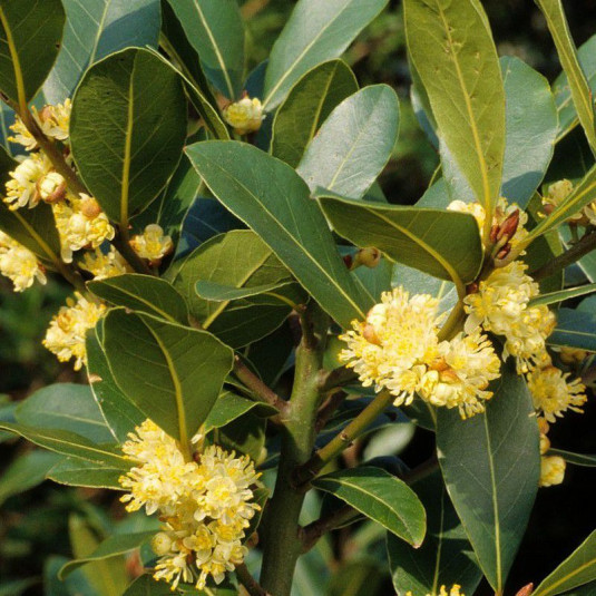 laurier-sauce-laurier-noble-vente-laurus-nobilis