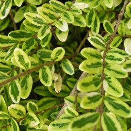Lonicera nitida 'Lemon Beauty' - Chèvrefeuille arbustif panaché - Camerisier vert et jaune