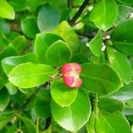 Euonymus japonicus - Fusain du Japon persistant vert