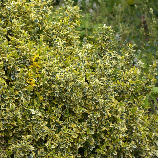 Euonymus fortunei 'Emerald'n Gold' - Fusain de Fortune nain panaché vert et jaune d'or