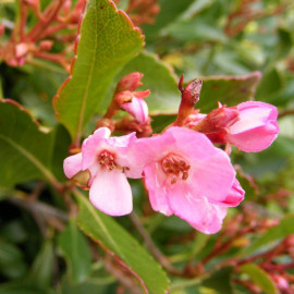 Rhaphiolepis delacourii 'Spring Time' - Rhaphiolépsis Delacour rose