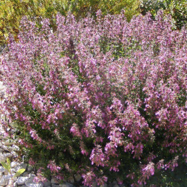 Teucrium chamaedrys - Germandrée petit-chêne nain rose