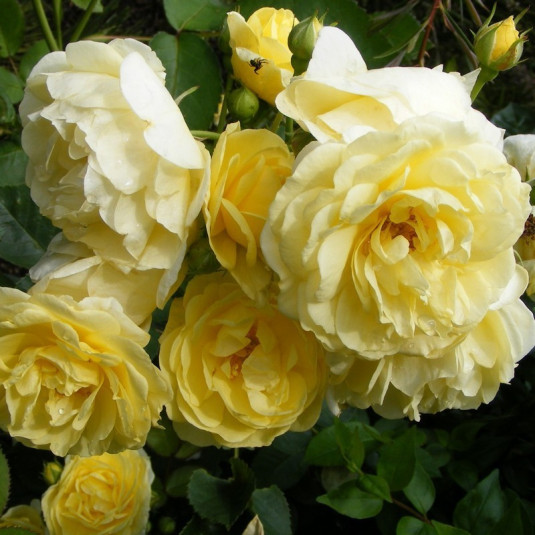 Rosa 'The Fairy Yellow' - Rosier buisson polyantha jaune