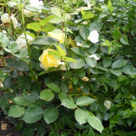 Rosa 'The Fairy Yellow' - Rosier buisson polyantha jaune