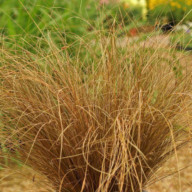 Carex comans 'Bronze Form' - Laîche cuivrée